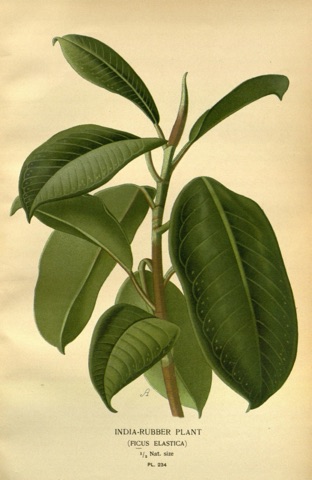 Ficus elastica, Favourite Flowers of Garden and Greenhouse Pl. 234 (1897)