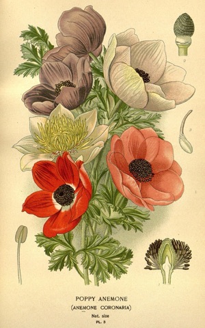 Anemone coronaria, Favourite Flowers of Garden and Greenhouse Pl. 3 (1896)