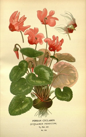 Cyclamen persicum, Favourite Flowers of Garden and Greenhouse Pl. 176 (1897)