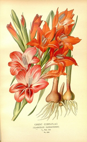Gladiolus gandavensis, Favourite Flowers of Garden and Greenhouse Pl. 258 (1897)