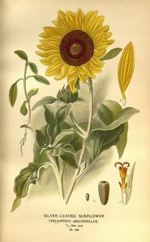 Helianthus argophyllus, Favourite Flowers of Garden and Greenhouse Pl. 139 (1897)