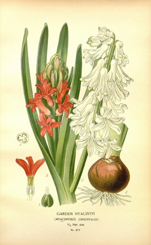 Hyacinthus orientalis, Favourite Flowers of Garden and Greenhouse Pl. 277 (1897)