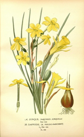 N. pseudo-narcissus, Favourite Flowers of Garden and Greenhouse Pl. 259 (1897)