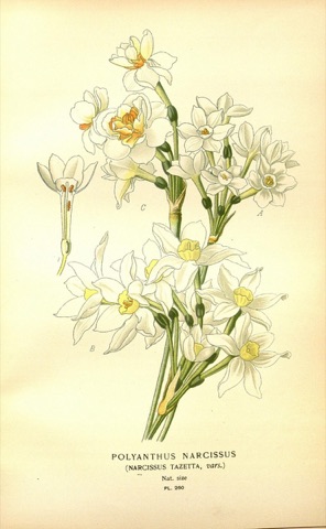 Narcissus tazetta, Favourite Flowers of Garden and Greenhouse Pl. 260 (1897)