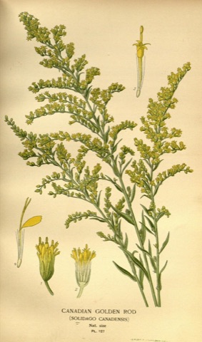 Solidago canadensis, Favourite Flowers of Garden and Greenhouse Pl. 127 (1897)
