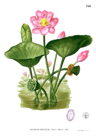 Nelumbium speciosum, Flora de Filipinas, gran edición (Atlas) 158 (1880–1883)