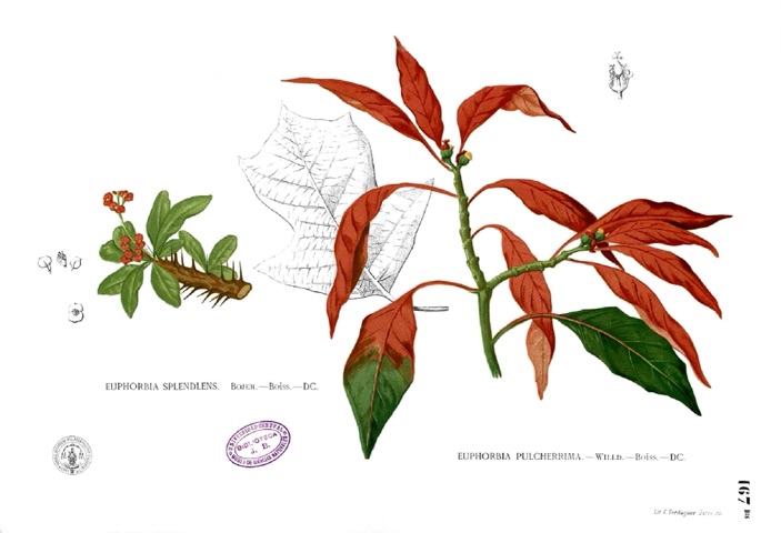 Euphorbia pulcherrima, Flora de Filipinas, gran edición (Atlas) 167 bis (1880–1883)