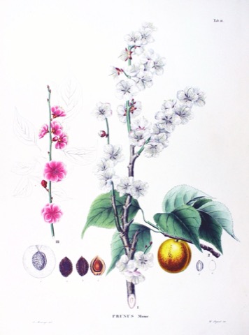 Prunus Mume, Flora Japonica Tab. 11 (1835–1870)