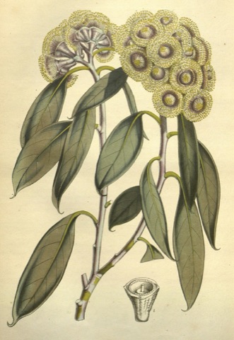 Eucalyptus coccifera, Flore des serres et des jardins de l'Europe 735 (1851)