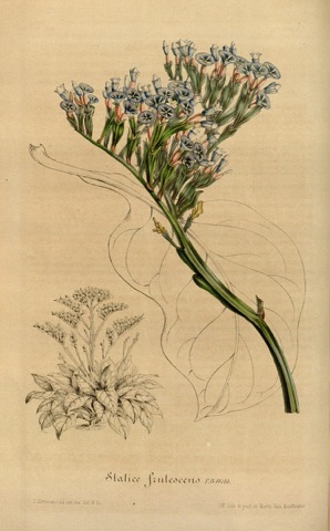 Statice frutescens, Flore des serres et des jardins de l'Europe  (1848)