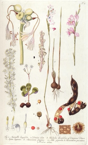 Dracæna Draco, Fragmenta Botanica, figuris coloratis illustrata T. 2 (1800–1809)