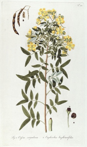 Euphorbia bupleurifolia, Fragmenta Botanica, figuris coloratis illustrata 101 (1800)