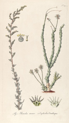 Euphorbia Ornithopus, Fragmenta Botanica, figuris coloratis illustrata 120 (1800)
