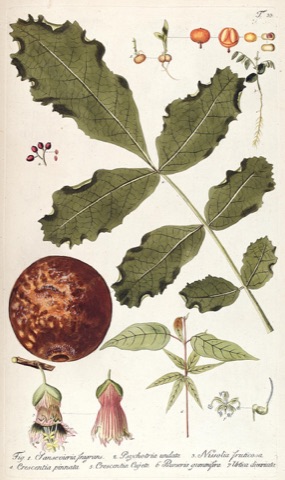 Sansevieria fragrans, Fragmenta Botanica, figuris coloratis illustrata 33 (1800)