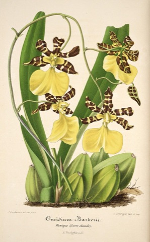 Oncidium Barkerii, L'Illustration horticole 002 (1854)