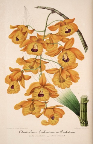 Dendrobium fimbriatum var. Oculatum, L'Illustration horticole 015 (1854)