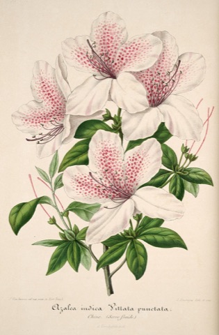 Azalea indica Vittata punctata, L'Illustration horticole 020 (1854)