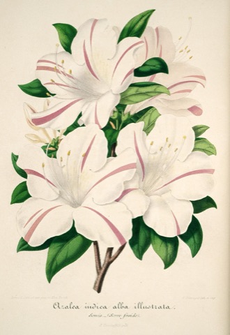 Azalea indica alba illustrata, L'Illustration horticole 038 (1854)