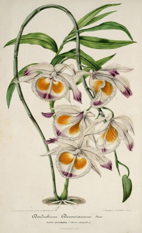 Dendrobium Devonianum, L'Illustration horticole 145 (1857)