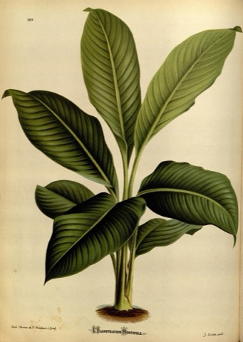 Spathiphyllum cochlearispathum, L'Illustration horticole 189 (1874)