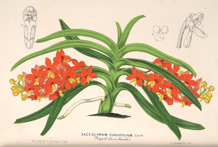 Saccolabium curvifolium, L'Illustration horticole  (1866)
