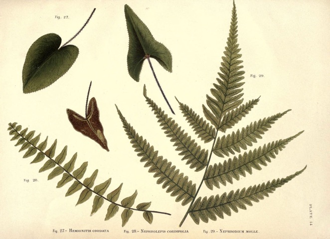 Nephrolepis cordifolia, Album of Indian Ferns Plate 14 (1887)