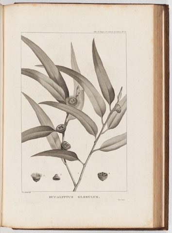 Eucalyptus globulus, Relation du voyage à la recherche de La Pérouse (Atlas) No 13 (1800)
