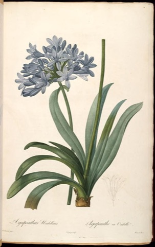 Agapanthus Umbellatus, Les Liliacées 4 (1805)
