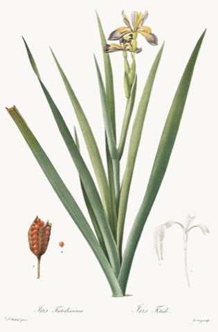 Iris Fœtidissima, Les Liliacées 351 (1812)