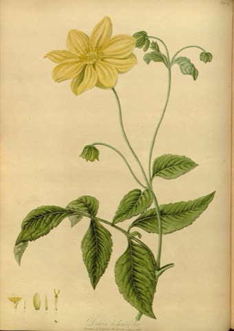 Dahlia bidentifolia, The Paradisus Londinensis  (1805)