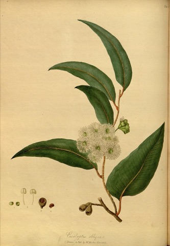 Eucalyptus obliqua, The Paradisus Londinensis  (1805)
