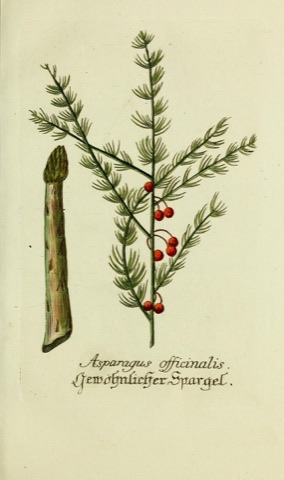 Asparagus officinalis, Plantarum indigenarum et exoticarum icones ad vivum coloratae  (1791)