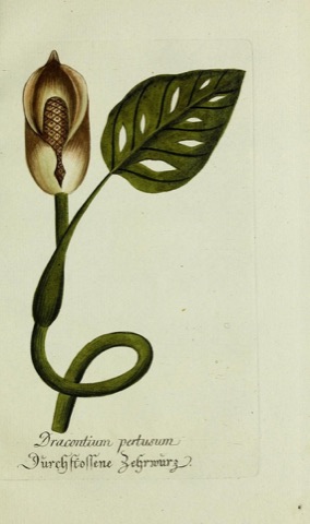 Dracontium pertusum, Plantarum indigenarum et exoticarum icones ad vivum coloratae  (1791)