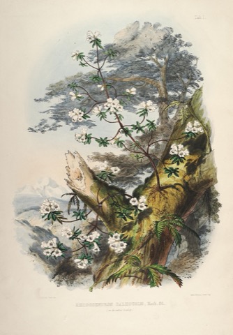 Rhododendron Dalhousiæ, Hook. fil., The Rhododendrons of Sikkim-Himalaya Tab. I (1849)