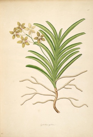 Epidendrum tessellatum, Plants of the Coast of Coromandel 42 (1795)