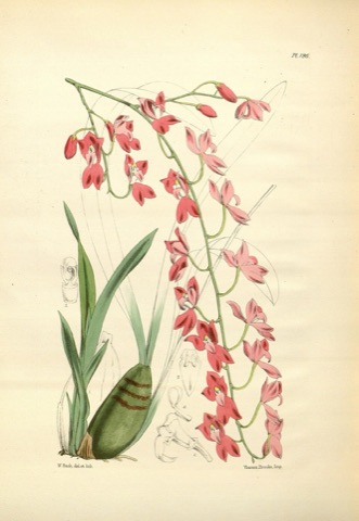 Oncidium strictum, A Second Century of Orchidaceous Plants 196 (1867)