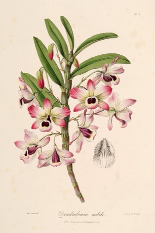 Dendrobium nobile, Sertum Orchidaceum Pl. 3 (1837)