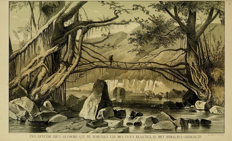 Ficus elastica, Tuinbouw-flora van Nederland en zijne overzeesche bezittingen 8 (1855)