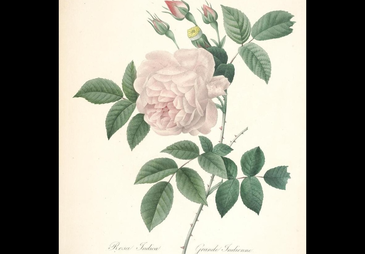 Redouté《Choix des plus belles fleurs》第 122 图 · Rosa Indica（Grande Indienne），Bessin 刻