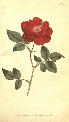 Rosa semperflorens (in text), Curtis's Botanical Magazine 284 (1794)