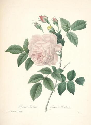 Rosa Indica, Choix des plus belles fleurs 122 (1827–1833)