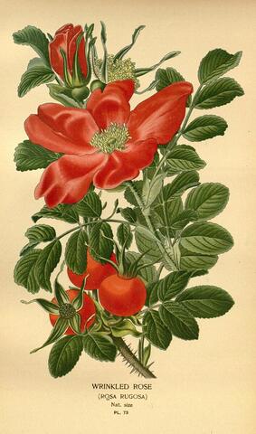 Rosa rugosa（Wrinkled Rose）, Favourite Flowers of Garden and Greenhouse Pl. 73 (1896)