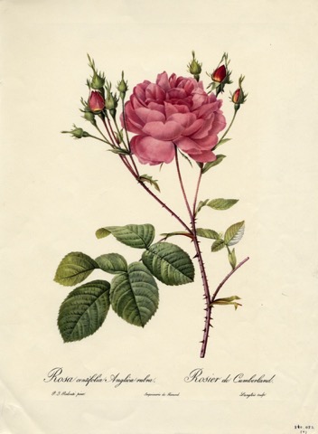 Rosa Centifolia Anglica rubra, Les Roses  (1817–1824)