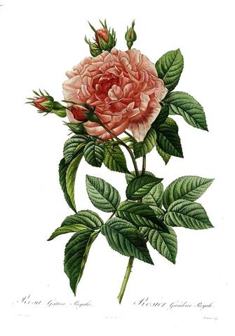 Rosa Gallica Regalis, Les Roses  (1817–1824)