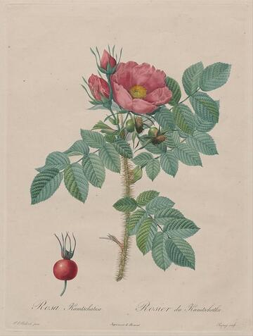 Rosa Kamtschatica, Les Roses  (1817–1824)