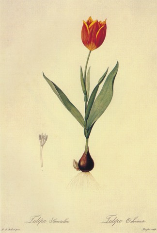 Tulipa suaveolens, Les Liliacées 111 (1805)