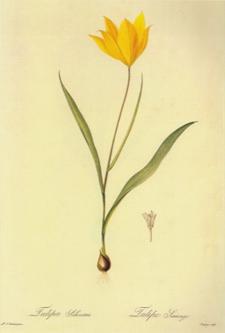 Tulipa sylvestris, Les Liliacées 165 (1806)