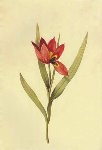 Tulipa oculus-solis, Les Liliacées 60 (1803)